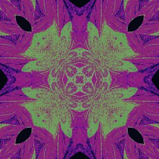 Hopalong, bold pink